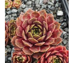 Sempervivum CANCER