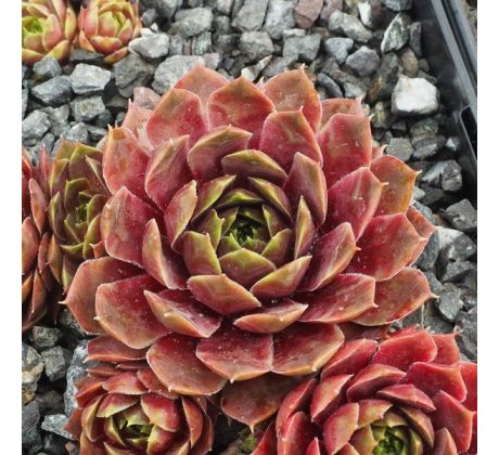 Sempervivum CANCER