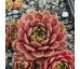 Sempervivum CANCER