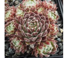 Sempervivum ORDENSSTERN