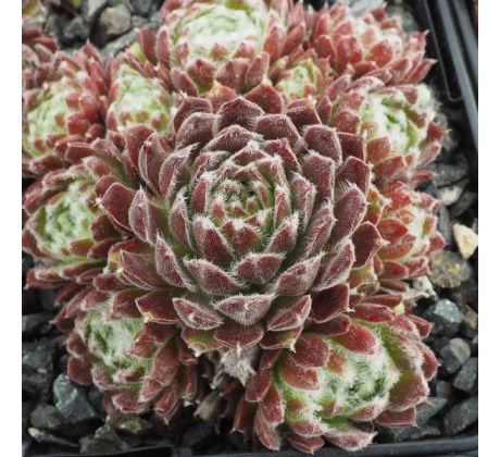 Sempervivum ORDENSSTERN