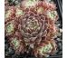 Sempervivum ORDENSSTERN