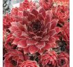 Sempervivum OLIVIA