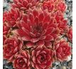 Sempervivum PACIFIC KNIGHT