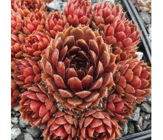 Sempervivum OHU ÔM OHU