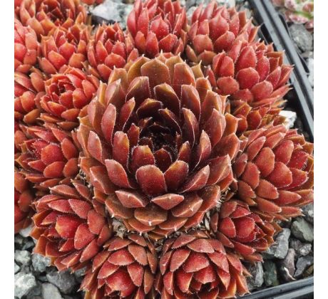 Sempervivum OHU ÔM OHU