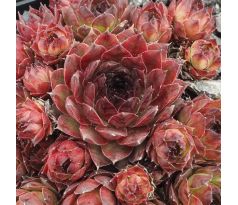 Sempervivum ORIZABA