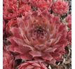 Sempervivum PACIFIC DAWN