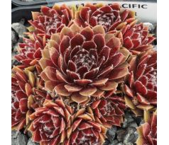 Sempervivum PACIFIC SPARKLER