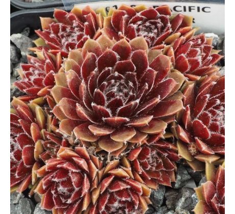 Sempervivum PACIFIC SPARKLER