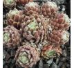 Sempervivum PAMIR