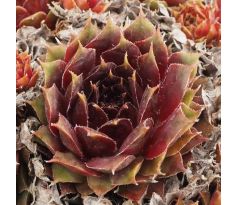 Sempervivum PACIFIC TIGHTWAD