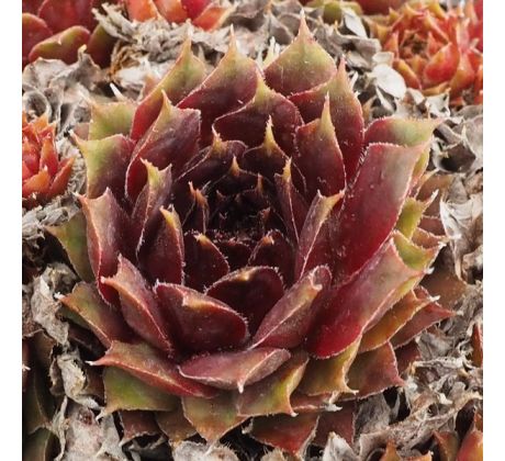 Sempervivum PACIFIC TIGHTWAD