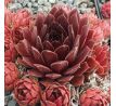 Sempervivum PACIFIC RED ROSE