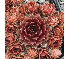 Sempervivum PACIFIC TAFFY PINK