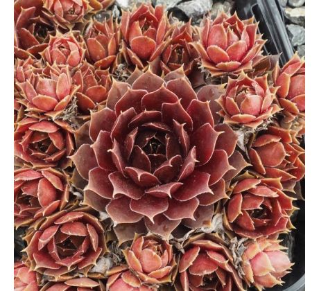 Sempervivum PACIFIC TAFFY PINK