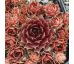 Sempervivum PACIFIC TAFFY PINK