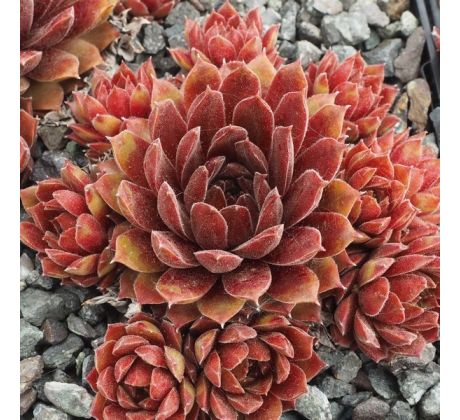 Sempervivum WALPIRGA