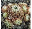 Sempervivum WEISSES NEST