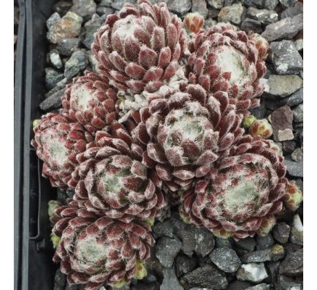 Sempervivum XERXES