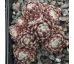 Sempervivum XERXES