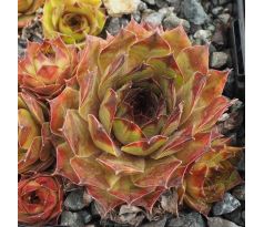 Sempervivum VIRUNGA