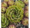 Sempervivum WIEDEHOPF