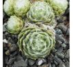 Sempervivum WHITE LADIES