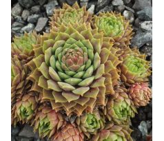 Sempervivum ZACKENRÖSCHEN