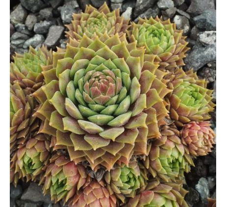 Sempervivum ZACKENRÖSCHEN