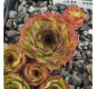 Sempervivum VOLKER