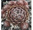 Sempervivum WHITENING