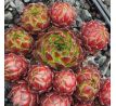 Sempervivum YMIR