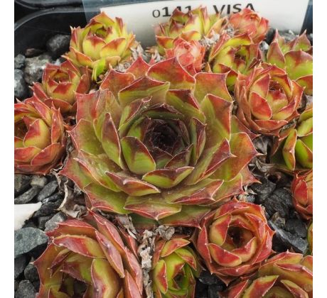 Sempervivum VISA