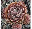 Sempervivum WINTER BEAUTY