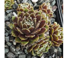 Sempervivum SMITS SEEDLING