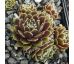 Sempervivum SMITS SEEDLING