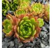 Sempervivum SIMPLONSTERN