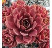 Sempervivum CLAUDIA