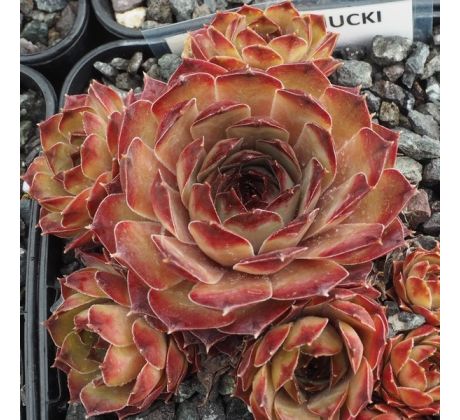 Sempervivum SCHNUCKI