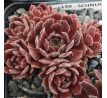 Sempervivum SHA-NA