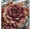 Sempervivum CLARET WINE