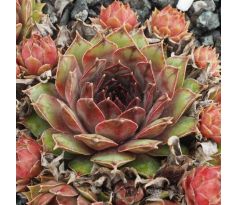 Sempervivum SOMG