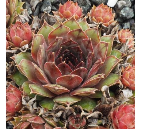 Sempervivum SOMG