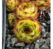 Sempervivum SIGI