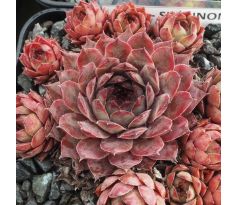 Sempervivum SHANNON