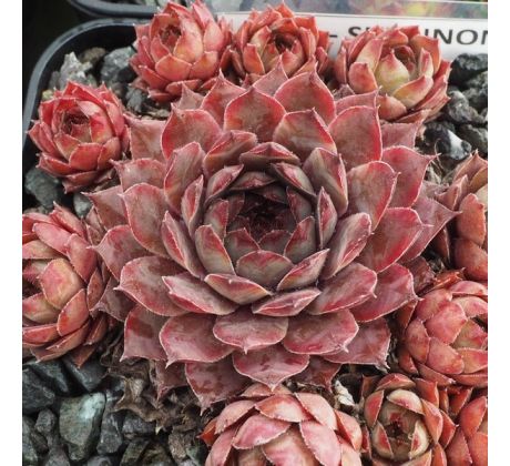 Sempervivum SHANNON