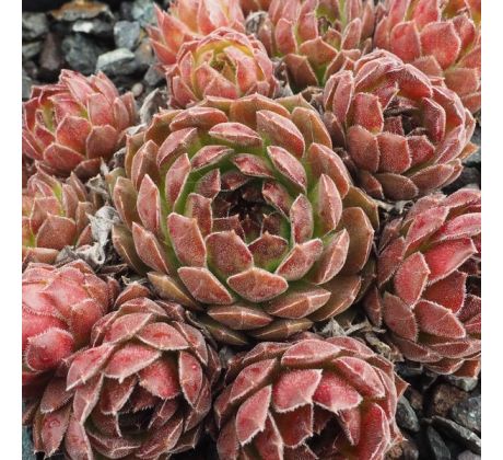 Sempervivum SATURN