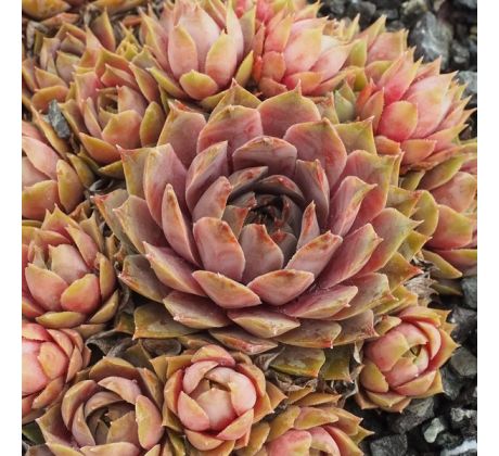 Sempervivum SOMMERKÄLTE