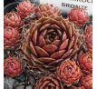 Sempervivum SKROCKI`S BRONZE